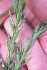 Felicia minima
