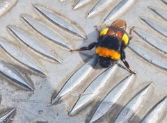 Bombus terrestris dalmatinus