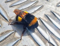 Bombus terrestris dalmatinus