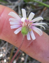 Felicia minima
