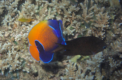 Pomacanthus navarchus