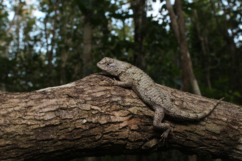 Lundell's Spiny Lizard