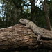 Lundell's Spiny Lizard - Photo (c) Pedro E. Nahuat-Cervera, some rights reserved (CC BY-NC), uploaded by Pedro E. Nahuat-Cervera