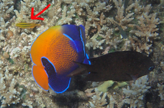 Neoglyphidodon nigroris