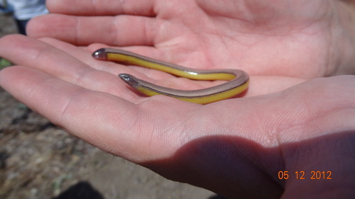 San Diegan Legless Lizard