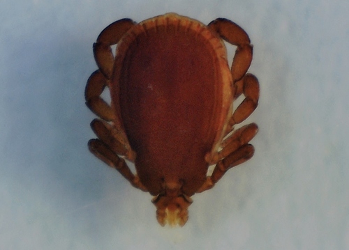 Brown Dog Tick