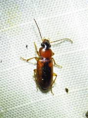 Stenolophus dissimilis