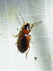 Stenolophus dissimilis