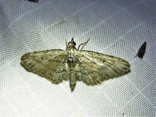 Eupithecia longidens photo 2