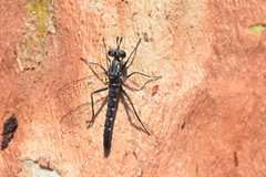 Anomalomydas mackerrasi