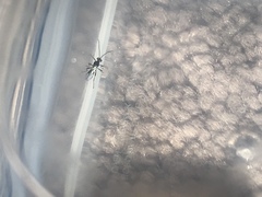 Dinocampus coccinellae