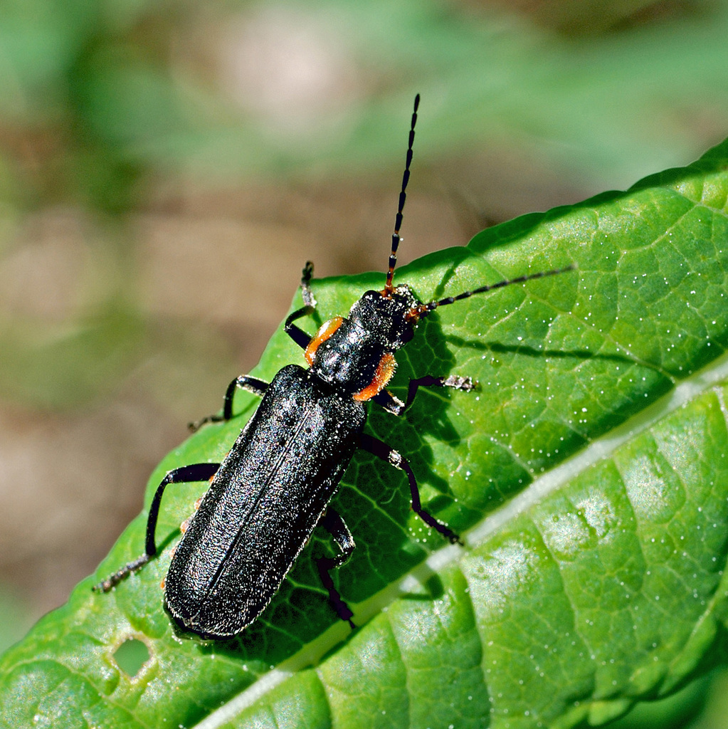 Cantharis obscura