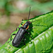 Cantharis obscura - Photo (c) Pentti Ketola, μερικά δικαιώματα διατηρούνται (CC BY-NC), uploaded by Pentti Ketola