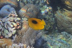 Chaetodon speculum
