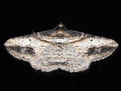 Syneora euboliaria