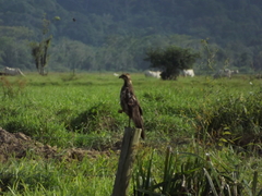 Buteogallus meridionalis