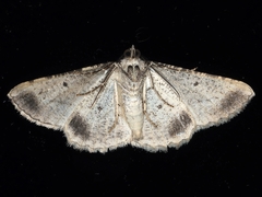 Syneora euboliaria