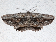 Scioglyptis lyciaria
