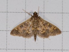 Diacme elealis