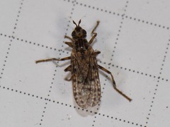 Boreothrinax maculipennis