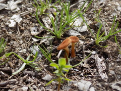 Melanomphalia omphaliopsis