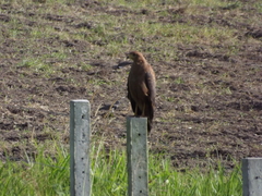 Buteogallus meridionalis