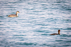 Podiceps cristatus cristatus