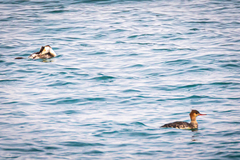 Podiceps cristatus cristatus