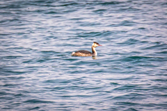 Podiceps cristatus cristatus