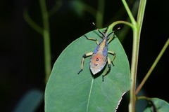 Amorbini
