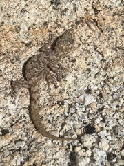 Phyllodactylus nocticolus