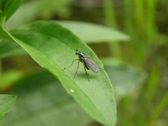 Dolichopus trivialis