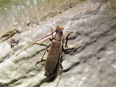 Sparedrus aspersus