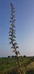 Scrophularia rubricaulis