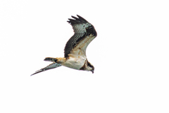 Pandion haliaetus haliaetus
