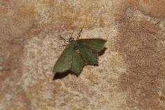 Chloropteryx nordicaria