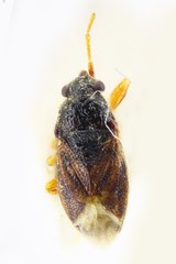 Stygnocoris