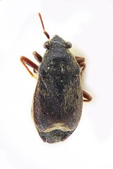 Stygnocoris rusticus