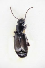 Microlestes minutulus