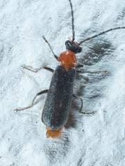 Ditemnus perforatus