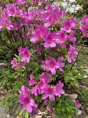 Rhododendron pulchrum phoeniceum