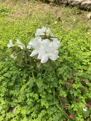 Rhododendron mucronatum