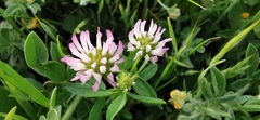 Trifolium glanduliferum