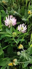 Trifolium glanduliferum
