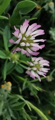Trifolium glanduliferum