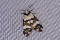 Thallarcha albicollis