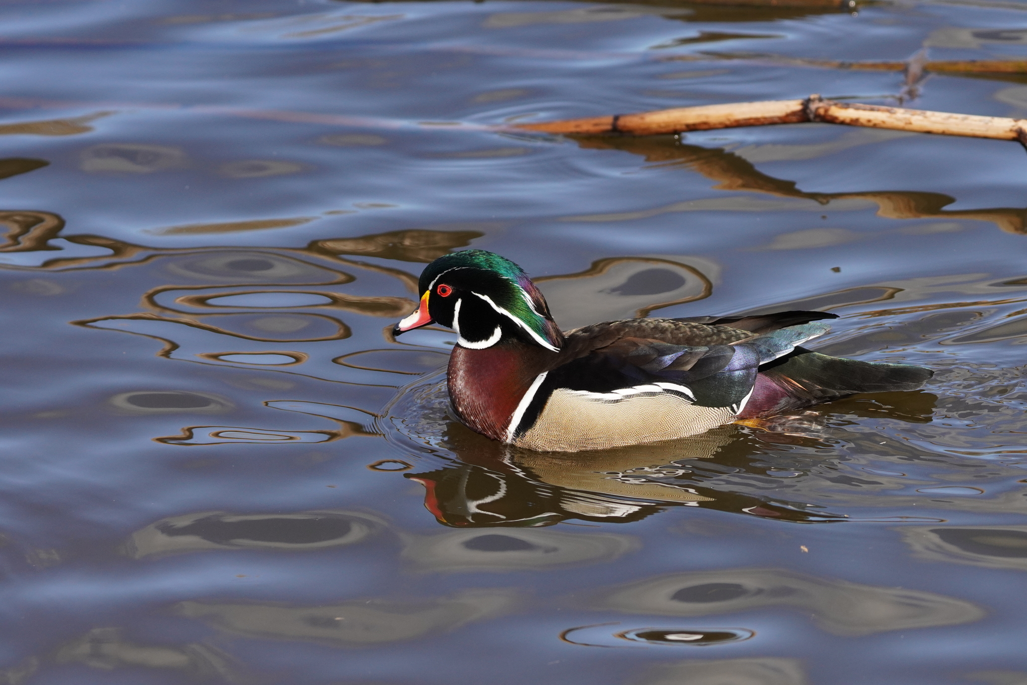 Wood Duck