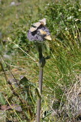Sajanella monstrosa