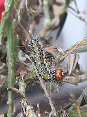 Uresiphita ornithopteralis