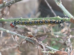 Uresiphita ornithopteralis